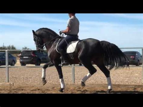 Maybe you would like to learn more about one of these? ANDALUSIAN HORSE FOR SALE - FLAUTA - WWW.IBERIANHORSES.ES ...