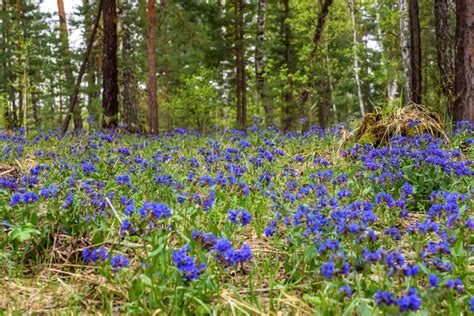 Forest Wildflowers Blue Spring Pulmonaria Stock Photo Image Of Grass