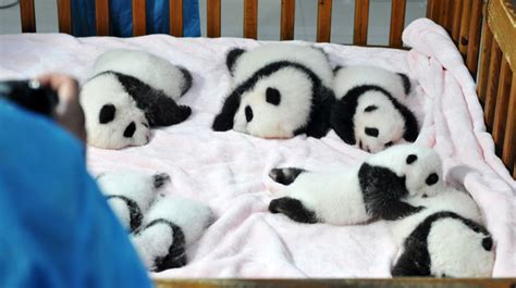 Photos 14 Chinese Baby Panda Cubs Cuddling In A Crib