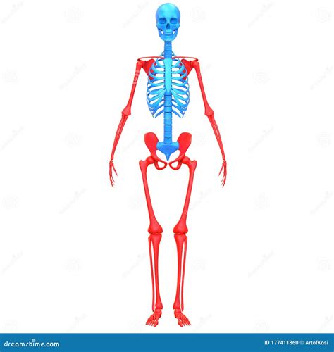 Appendicular Skeleton Bone Joints Of Human Skeleton System Anatomy 3d