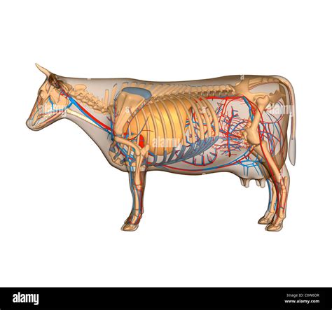 Anatomy Of The Cow Circulary Respiratory Stock Photo Alamy