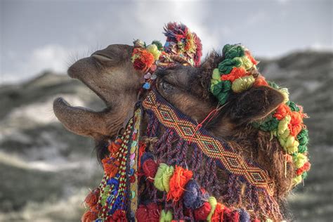 Camel Photograph By Joana Kruse Fine Art America