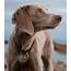 Long Haired Weimaraner Your Complete Guide To This Breed
