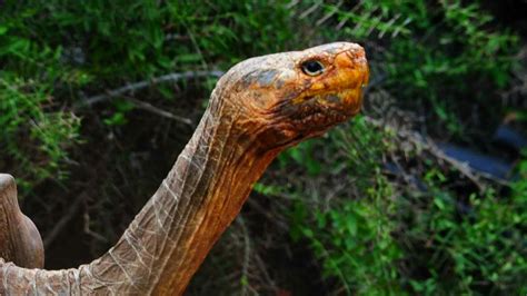 Very Sexually Active Tortoise Saves Species From Extinction The Week