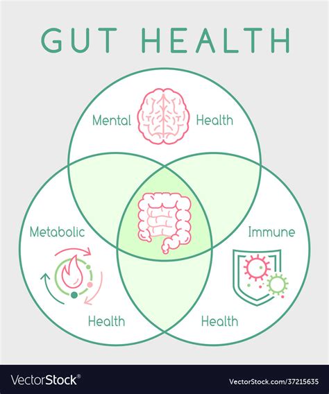 Why Gut Health Matters Vertical Poster Medical Vector Image