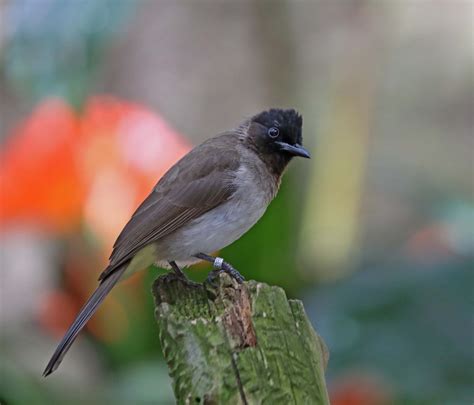 Pictures And Information On Common Bulbul