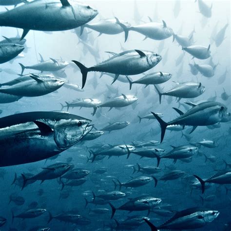Tuna species - Diamondfoodproduct