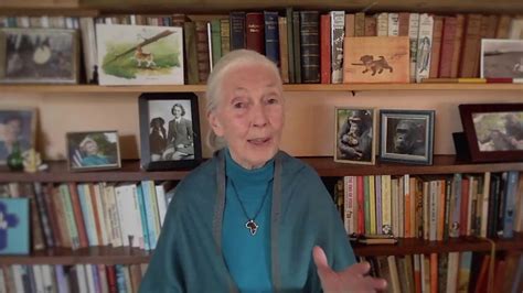 In 1977, jane founds the jane goodall institute for wildlife research, education and conservation. Dr Jane Goodall - Founder, The Jane Goodall Institute ...