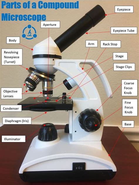 Parts Of A Compound Microscope Diagrams And Video Microscope Microscope Parts Compounds