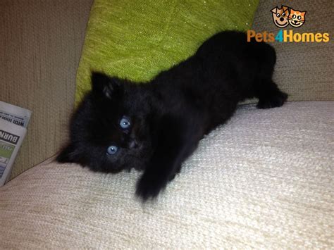 Black panther cubs for sale, black panther cubs for sale. Blue eyed, black kittens for sale | Burnley, Lancashire ...
