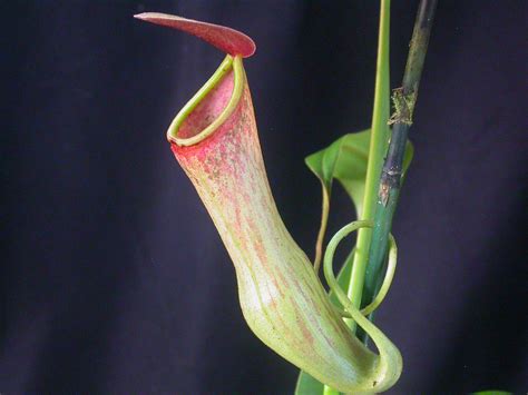 Killer Plants How Do These Carnivorous Plants Capture Kill And Eat