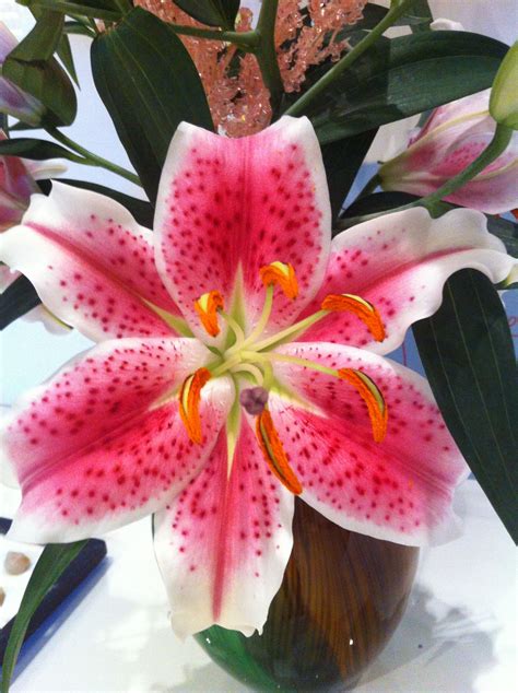 Versatile and hardy, we have plants for the garden and. Pretty flower :p | Lily plants, Plants, Herbaceous perennials