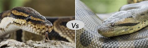 Reticulated Python Vs Green Anaconda Fight Comparison Who Will Win