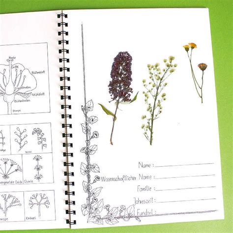 (abschnitte beschreibung, systematik und verbreitung) details for: Herbarium | Labbé