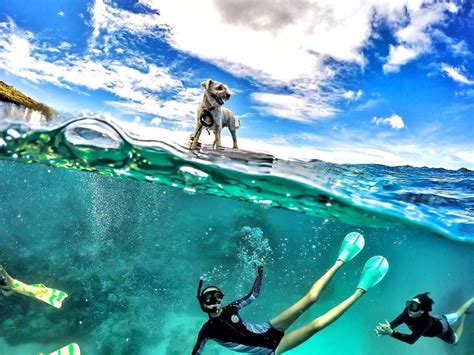 See 31 Stunning Half Underwater Gopro Photos Plus Get 6 Tips For