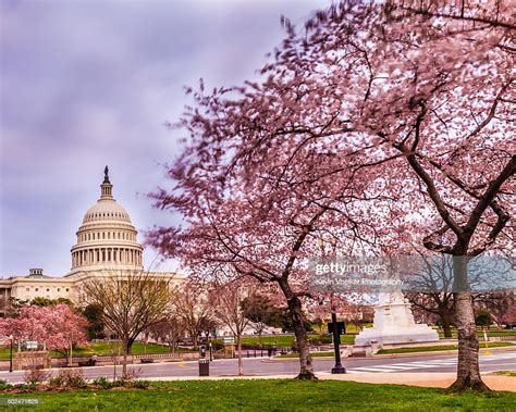 Cherry Blossoms At Us Capitol Photo Getty Images