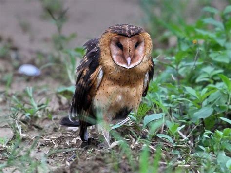 Australasian Grass Owl Tyto Longimembris By Hyashi Haka