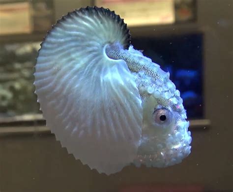 Paper Nautilus Video Could Be The First Of An Argonaut In An Aquarium