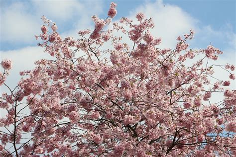 Free Images Tree Branch Flower Petal Spring Produce Flora