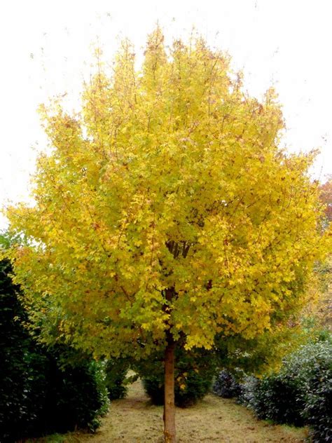 Next in line is a common look and feel of all. Acer campestre; Zone 5; 25-35' Ht 10-15' Wd | Deciduous ...
