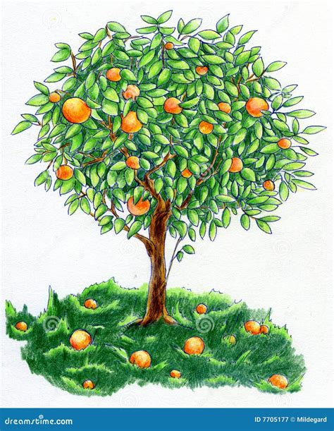 Orange Tree Limb Vector Illustration 134165883