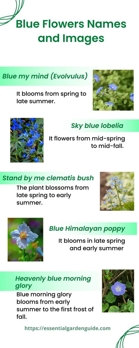 What Do Blue Flowers Symbolize Essential Garden Guide