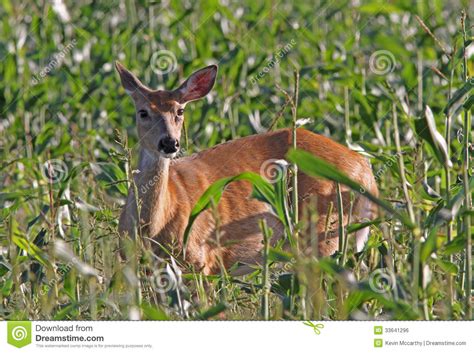 Whitetail Deer Doe Feeding In Corn Field Stock Photo Image Of