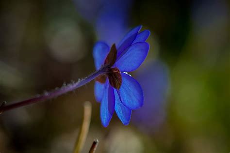Hd Wallpaper Hepatica Spring Flower Blue Fragility Nature Plant