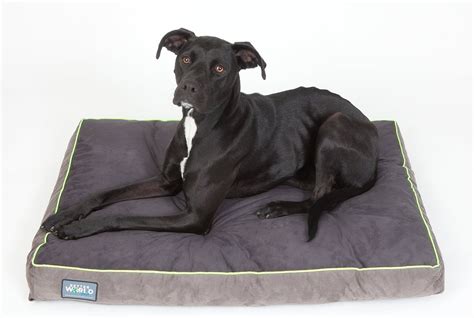 Best Orthopedic Dog Beds - Our Top 10 Picks