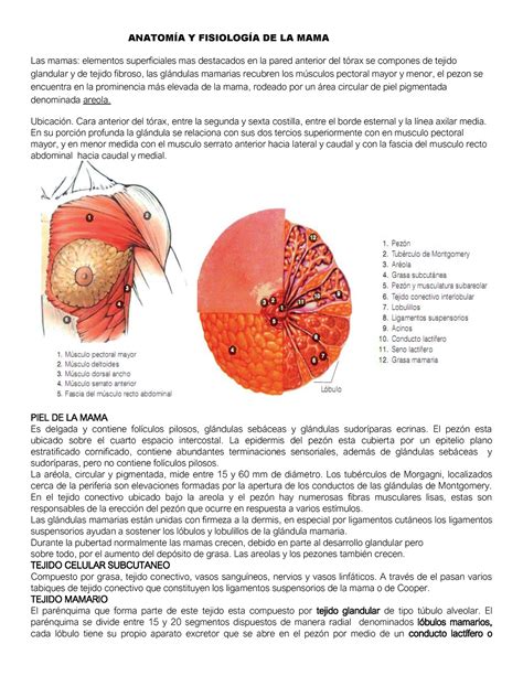 Anatomia E Fisiologia Das Mamas