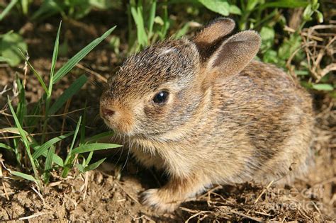 Newborn Eastern Cottontail Photograph By Neal Eslinger