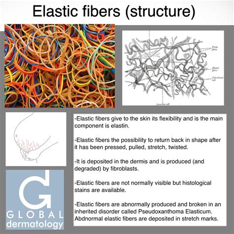 Global Dermatology Elastic Fibers Structure Instagram