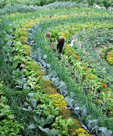 Most Beautiful Vegetable Gardens Decorewarding Vegetable Garden