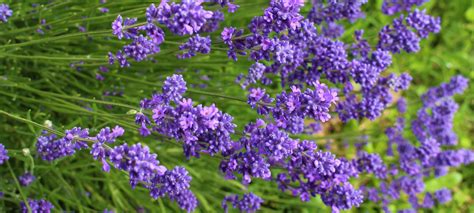 Flowering Times Lavender House Tasmania