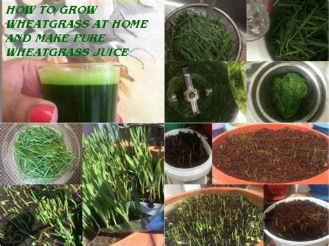 Check spelling or type a new query. How to Grow Wheatgrass at Home: 13 Steps (with Pictures ...