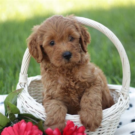 They are a cross between the standard the original gfp puppy finder. Mini Labradoodle Puppies For Sale • Adopt Your Puppy Today ...