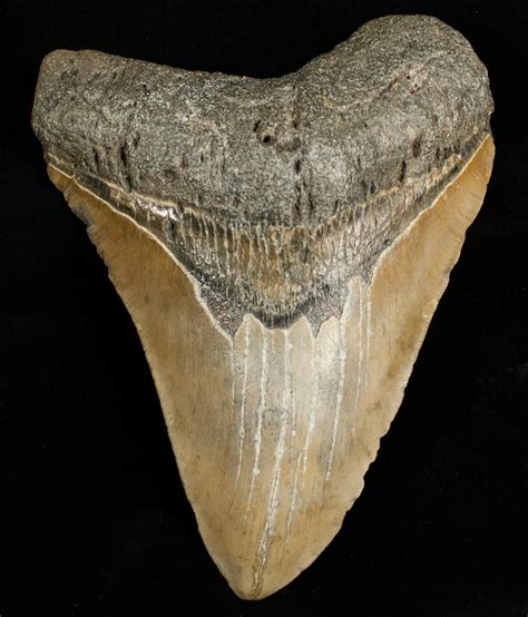 Huge 542 Megalodon Shark Tooth For Sale 6651