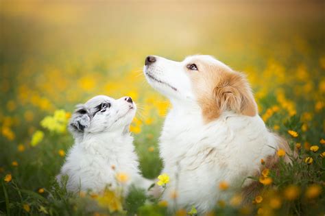 Wallpaper Dog Nature Looking Up Flowers Animals 2048x1365