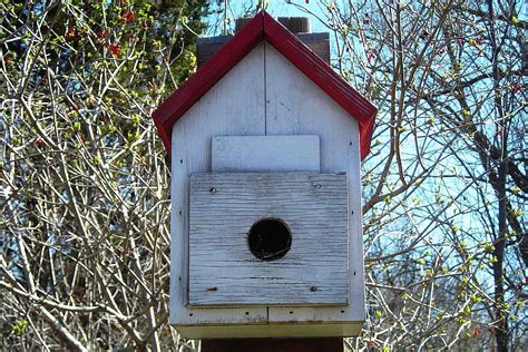 What Are Bird Roosting Boxes