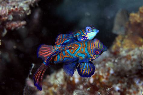 Mandarin Fish Mating Female On Top Male Below Klaus Stiefel Flickr
