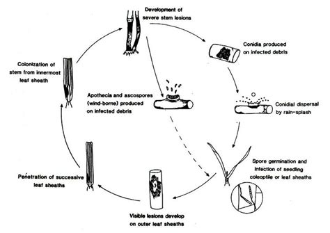 Once ingested by a new host, both asexual and sexual stages develop in the intestinal. 3. Life cycle of Oculimacula species showing the asexual cycle with | Download Scientific Diagram