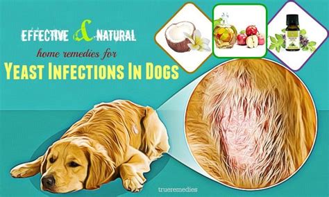 26 Effective And Natural Home Remedies For Yeast Infections In Dogs