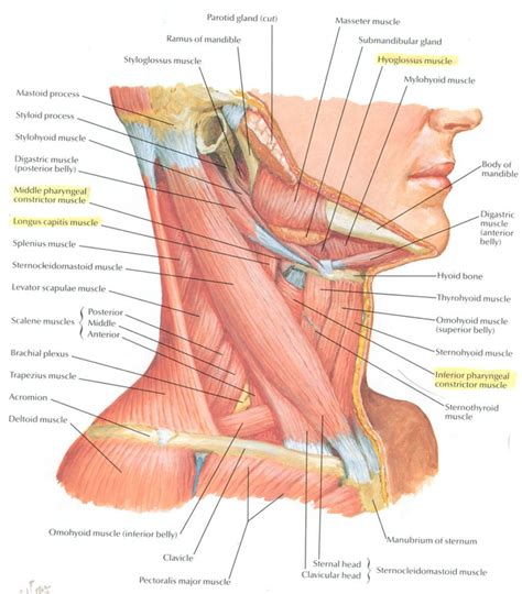 The structure of bone with diagram and definitions. Neck Muscle Anatomy | Neck muscle anatomy, Muscle anatomy, Shoulder muscle anatomy