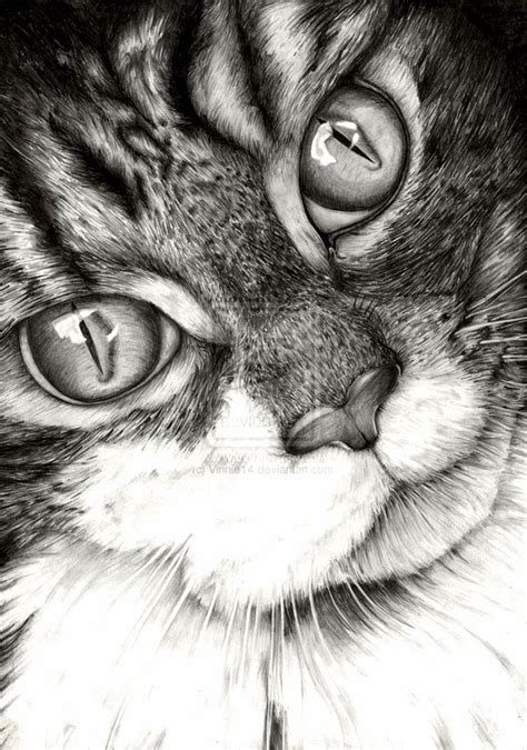 20 Beautiful Realistic Cat Drawings To Inspire You