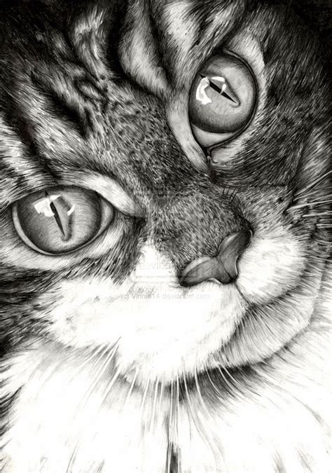 20 Beautiful Realistic Cat Drawings To Inspire You Fine Art And You