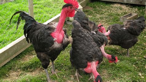 Why Transylvanian Chickens Have Naked Necks