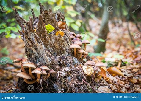 Wild Forest Mushrooms Growing In Autumn Stock Image Image Of Macro