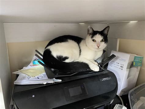 Wondered why my wifi stopped working... : cats