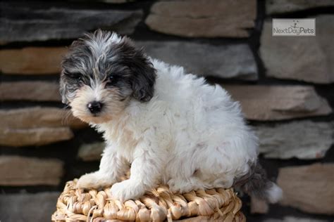 Rose Schnoodle Puppy For Sale Near Akron Canton Ohio 2ad3ab86 B141