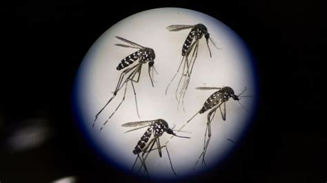 florida reports 1st locally transmitted cases of zika cbc news